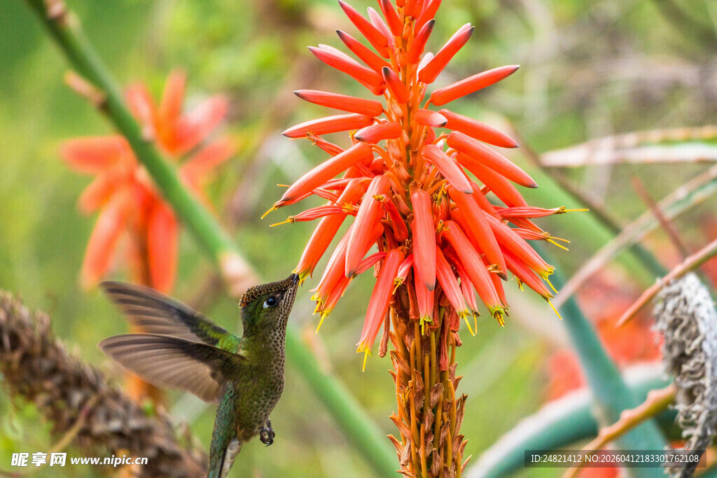 蜂鸟停驻艳丽花朵旁