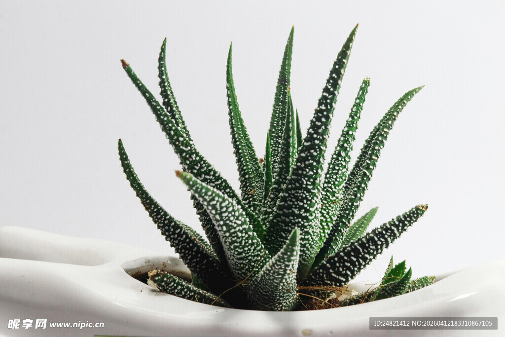 条纹十二卷盆栽