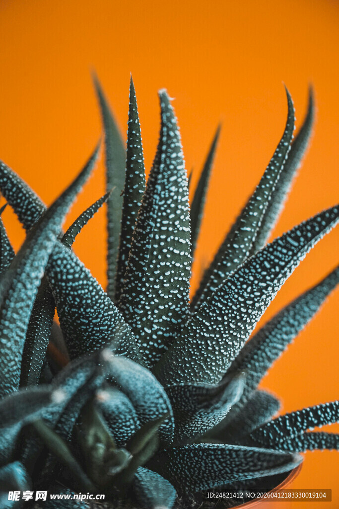 蓝刺芦荟特写
