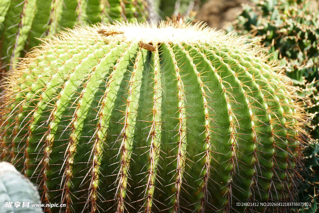 刺球仙人掌特写