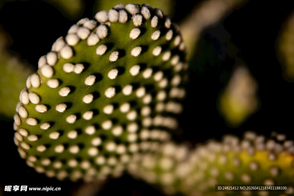 带白点的绿色仙人掌特写