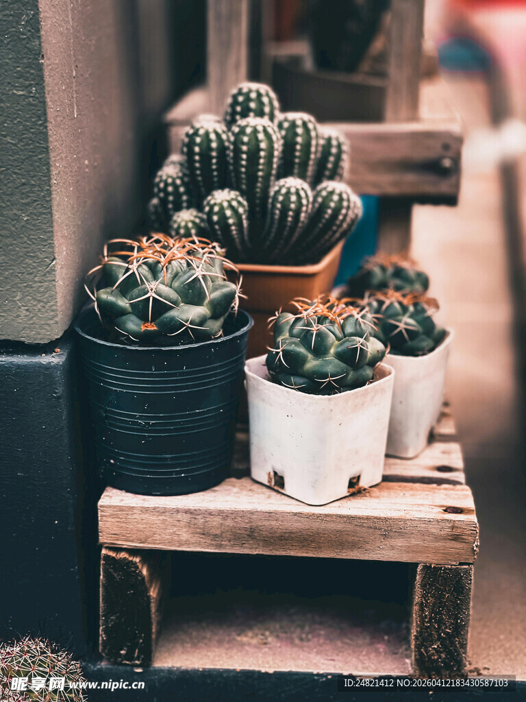 木架上的可爱多肉盆栽