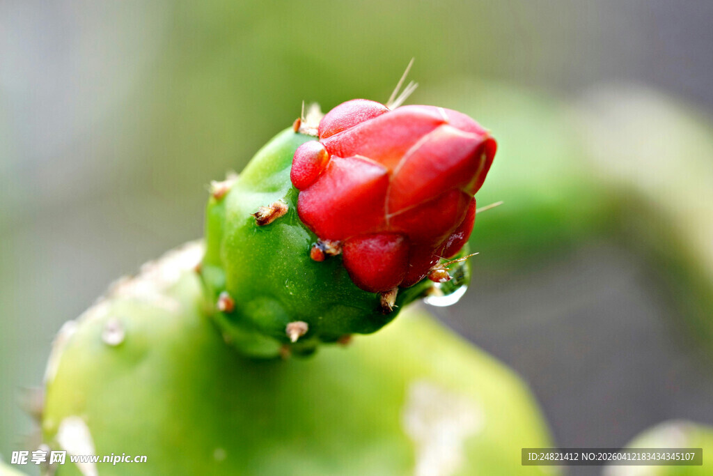 仙人掌上的娇艳红色花苞