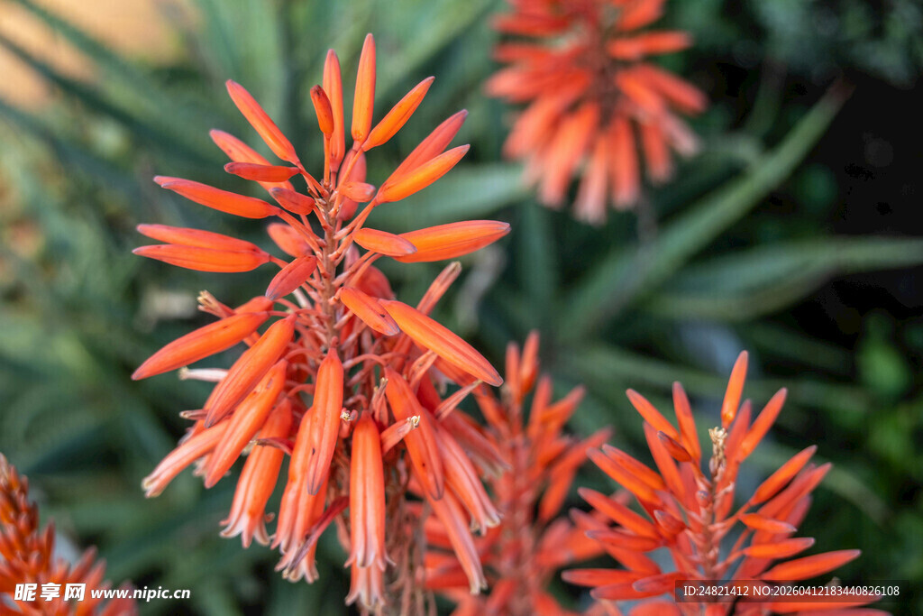 鲜艳橙红色芦荟花绽放