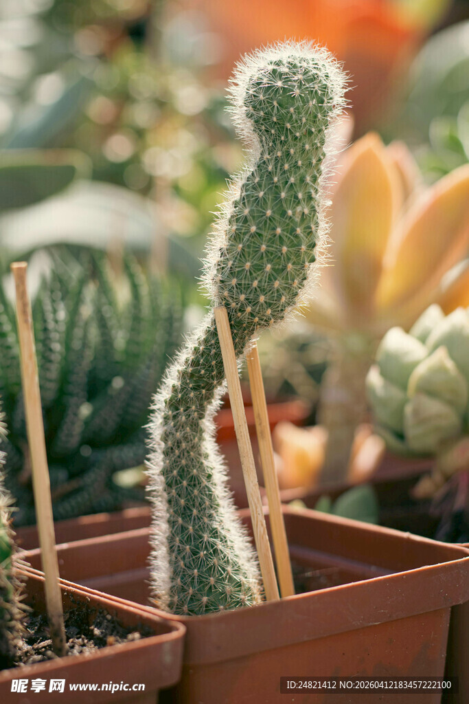 可爱仙人掌盆栽展示