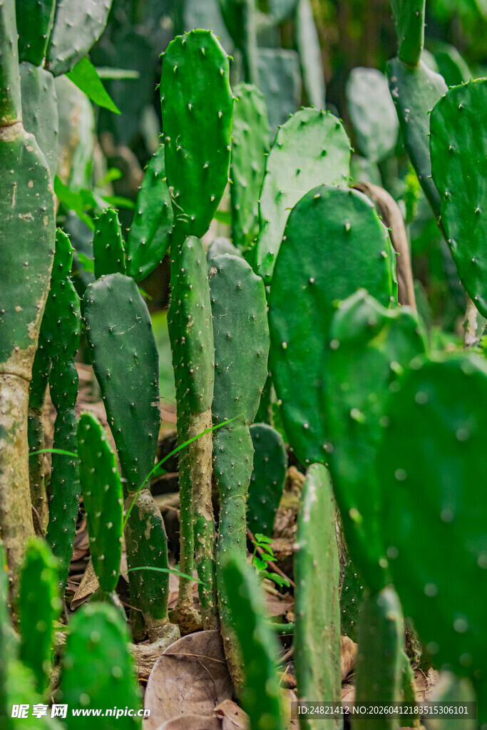 翠绿仙人掌群景观