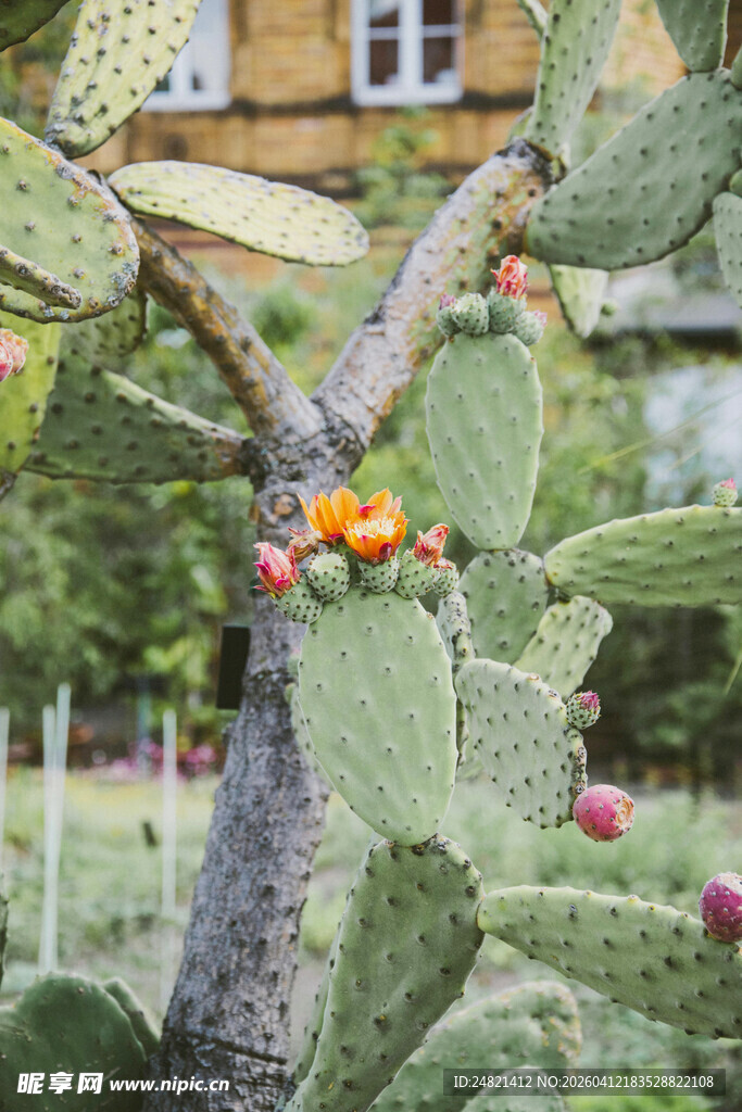 带果实的仙人掌特写