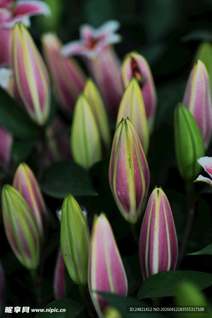 粉色条纹百合花苞绽放