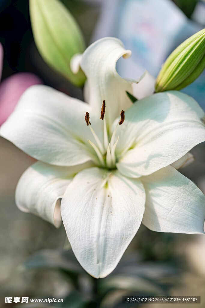 纯洁百合绽放