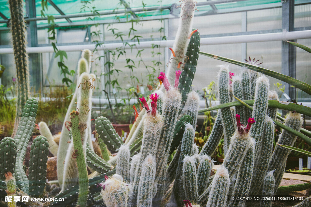 温室中的多彩仙人掌景观