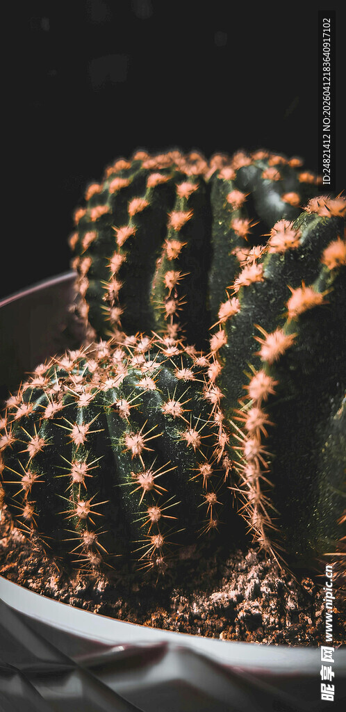 可爱仙人掌盆栽