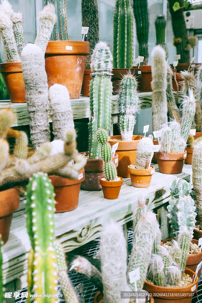多样仙人掌盆栽展示