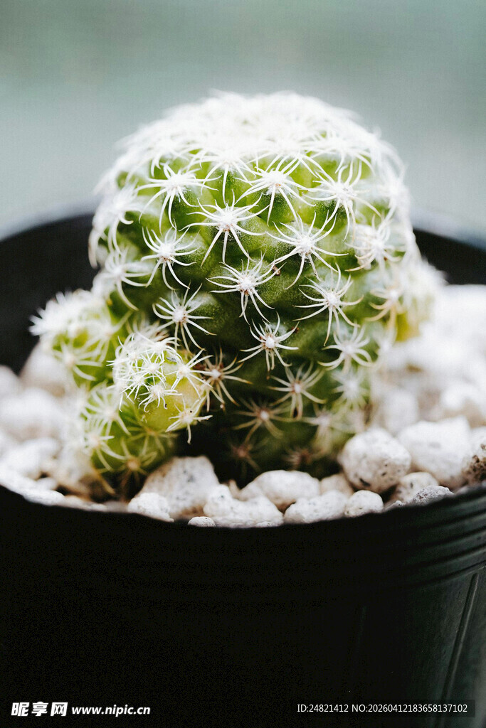 小巧可爱的盆栽仙人球