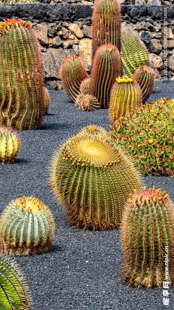 多彩仙人球群植景观