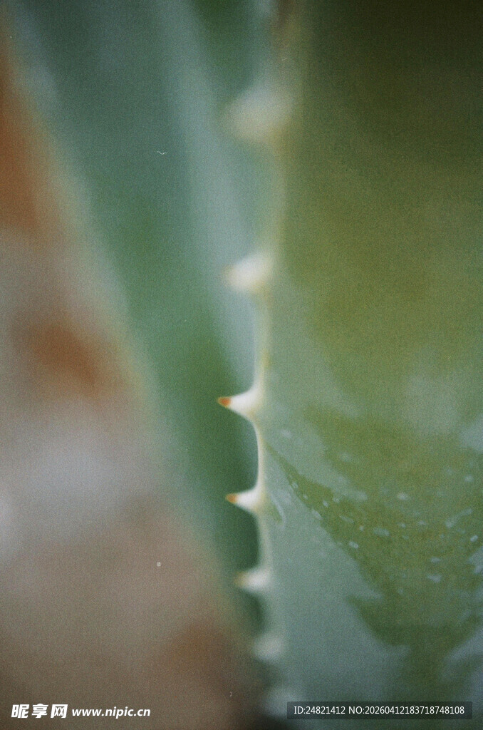 芦荟叶片尖刺特写