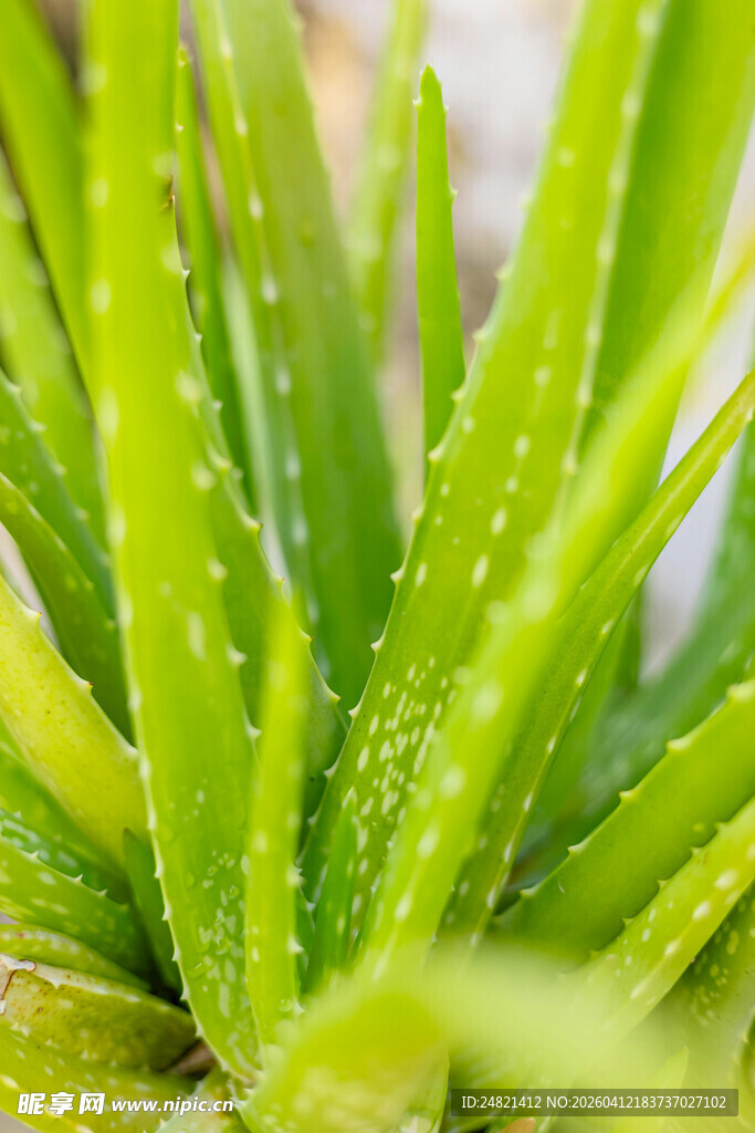 翠绿芦荟叶片特写