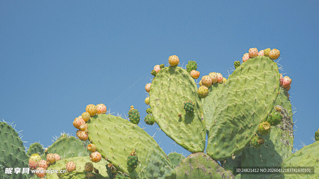 阳光下的仙人掌果实