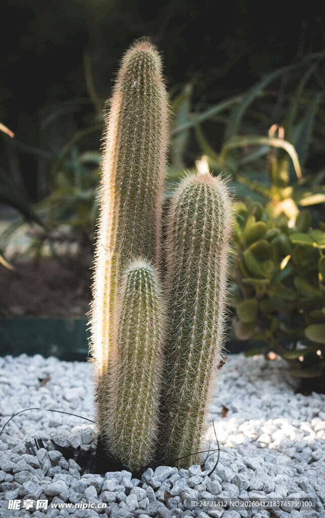 室内仙人掌植物景观