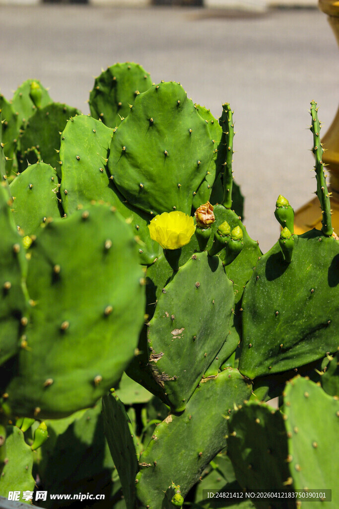 带黄色果实的仙人掌