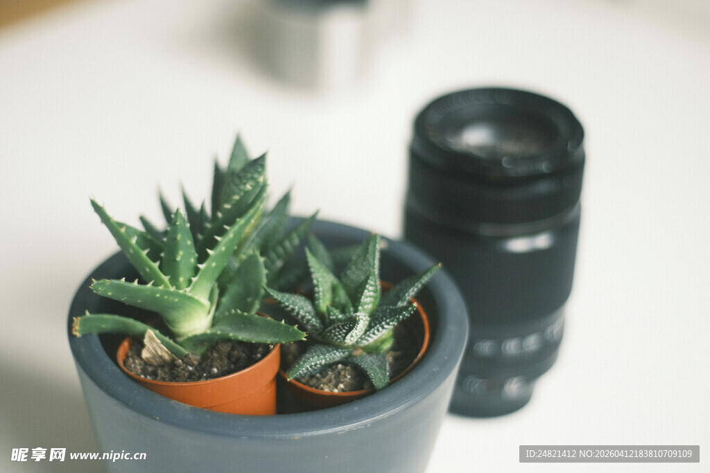 灰盆中的小巧多肉植物