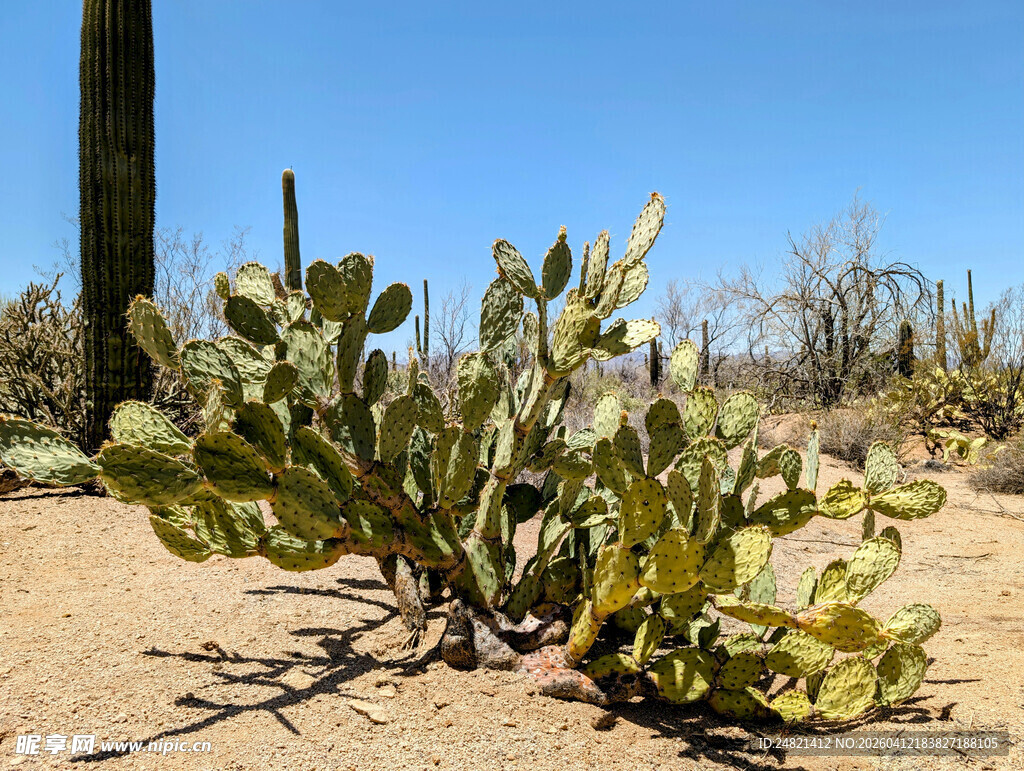 沙漠中的仙人掌景观