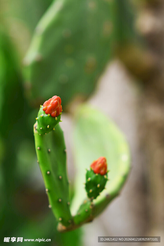 仙人掌上的红色小花