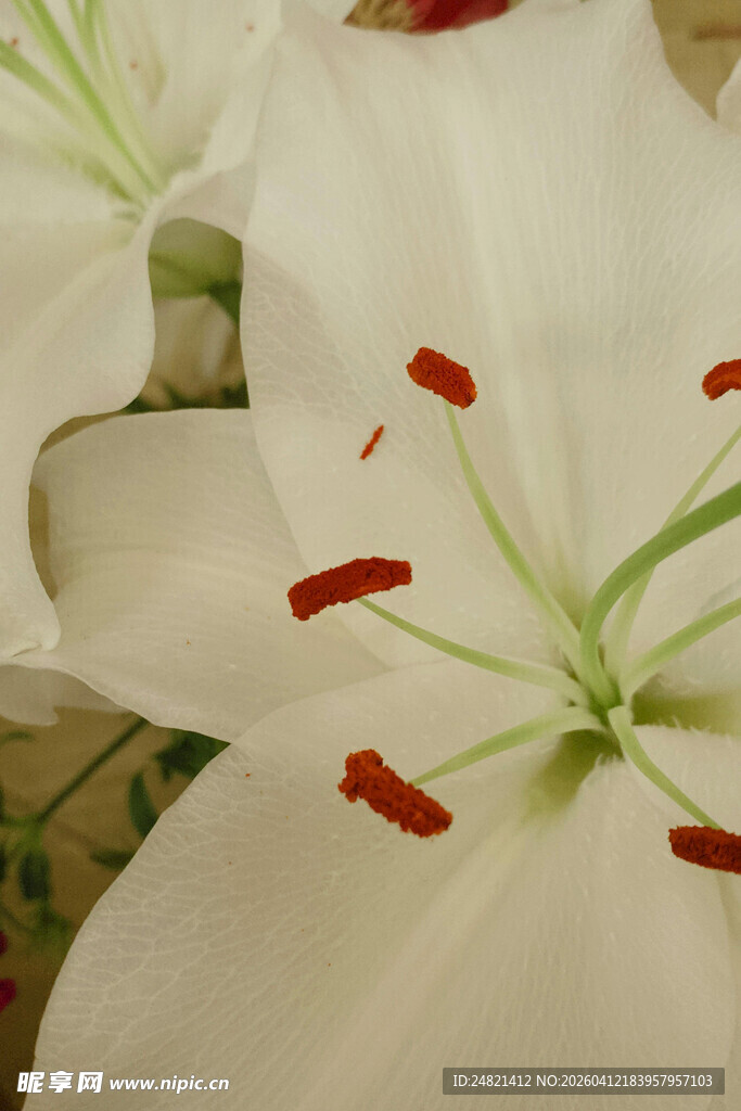 优雅白色百合花特写