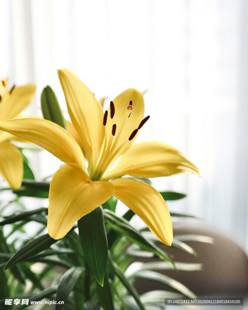 黄色百合花特写