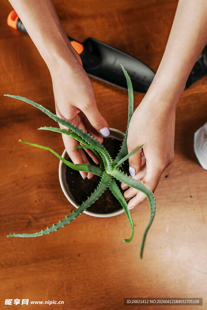 双手呵护绿植盆栽