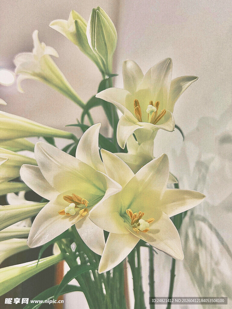 清新白色百合花