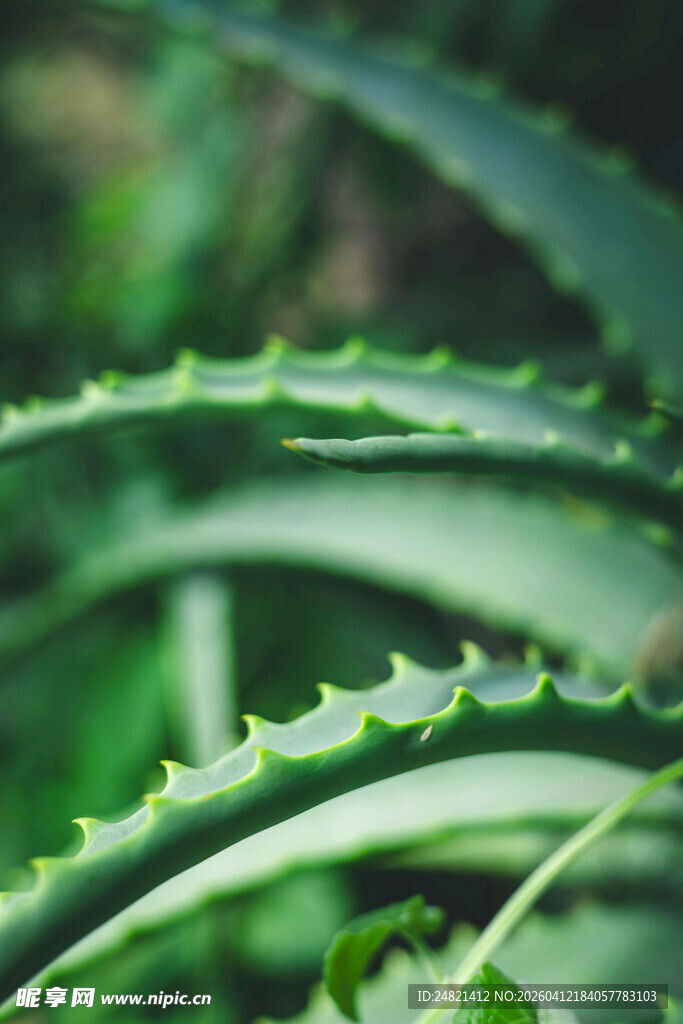 翠绿芦荟叶片特写