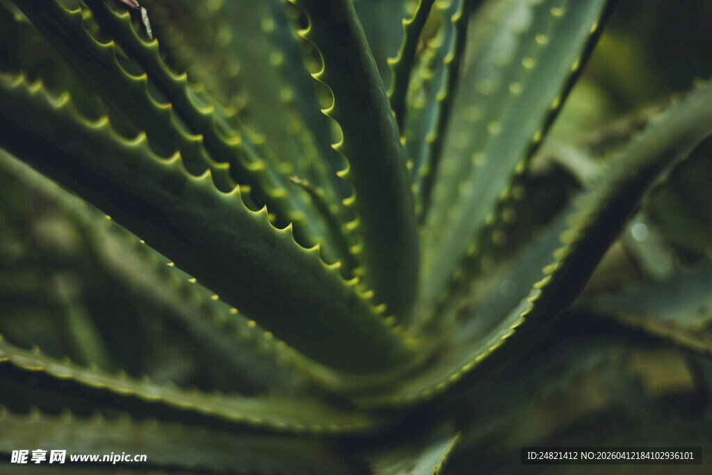 带刺芦荟叶片特写