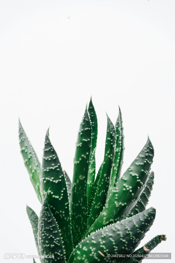 虎皮兰绿植特写