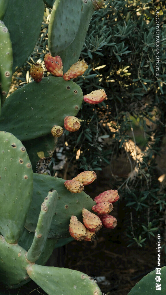 仙人掌上的多彩果实