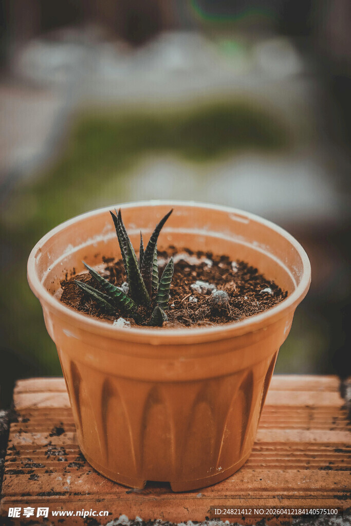 陶盆中的翠绿芦荟植物