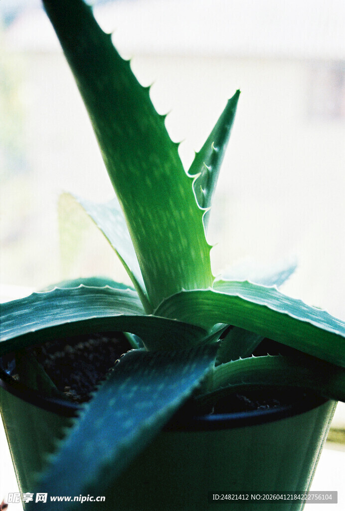 绿色芦荟盆栽特写