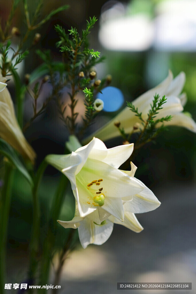 绽放的白色百合花