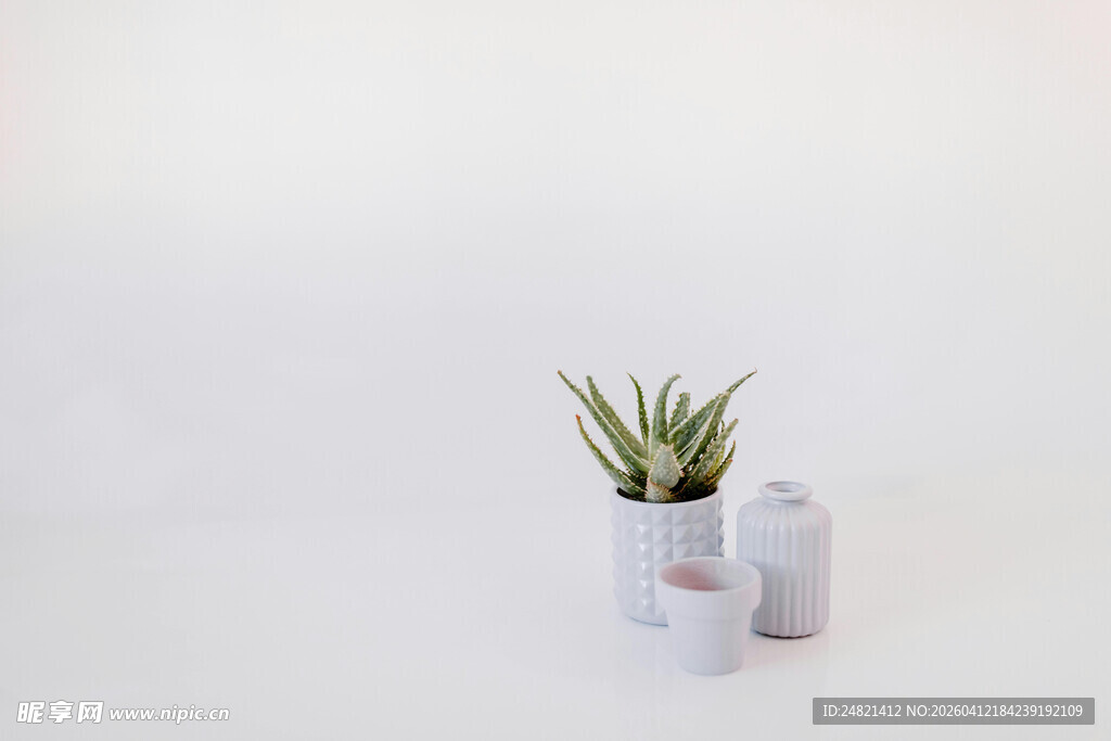 简约白色花瓶中的绿色植物