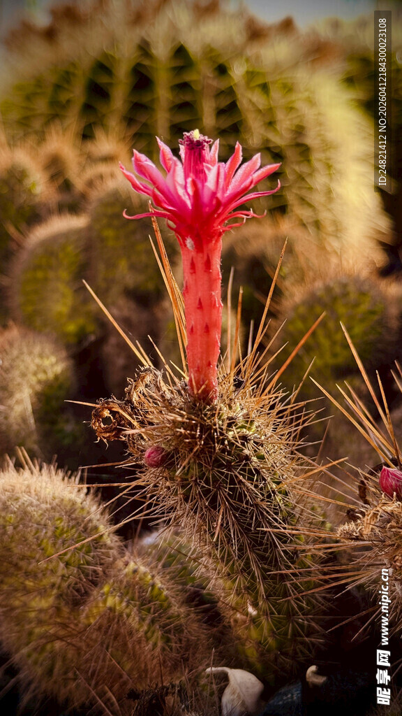 绽放的仙人掌花