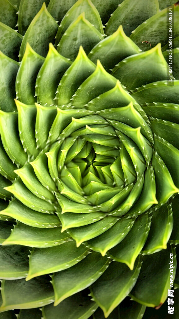螺旋芦荟特写