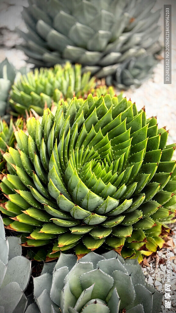 翠绿螺旋状多肉植物特写