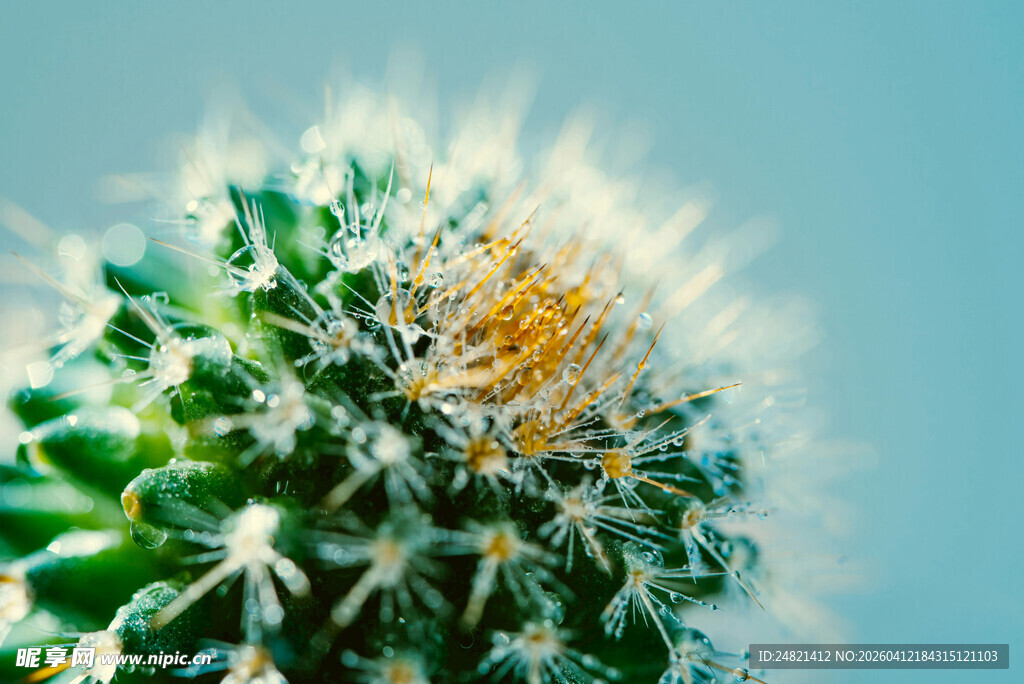 带刺仙人掌特写