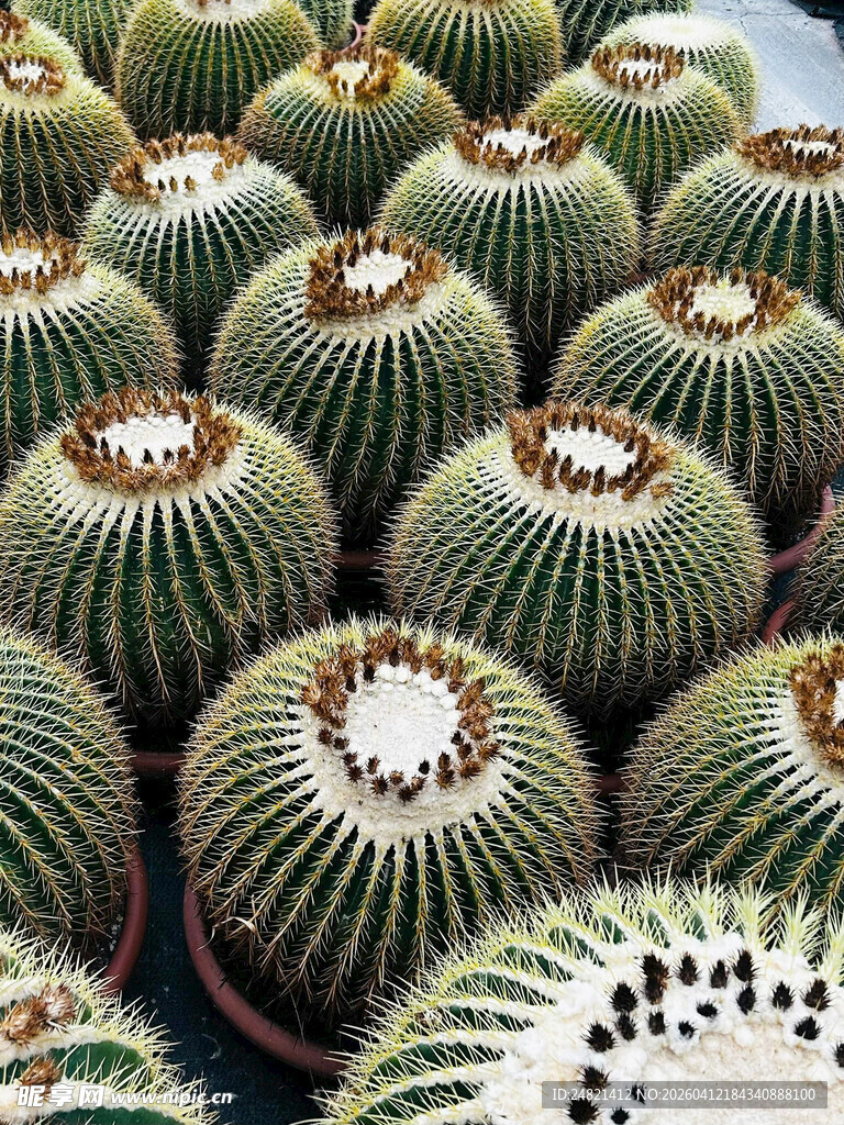 群聚的仙人球盆栽
