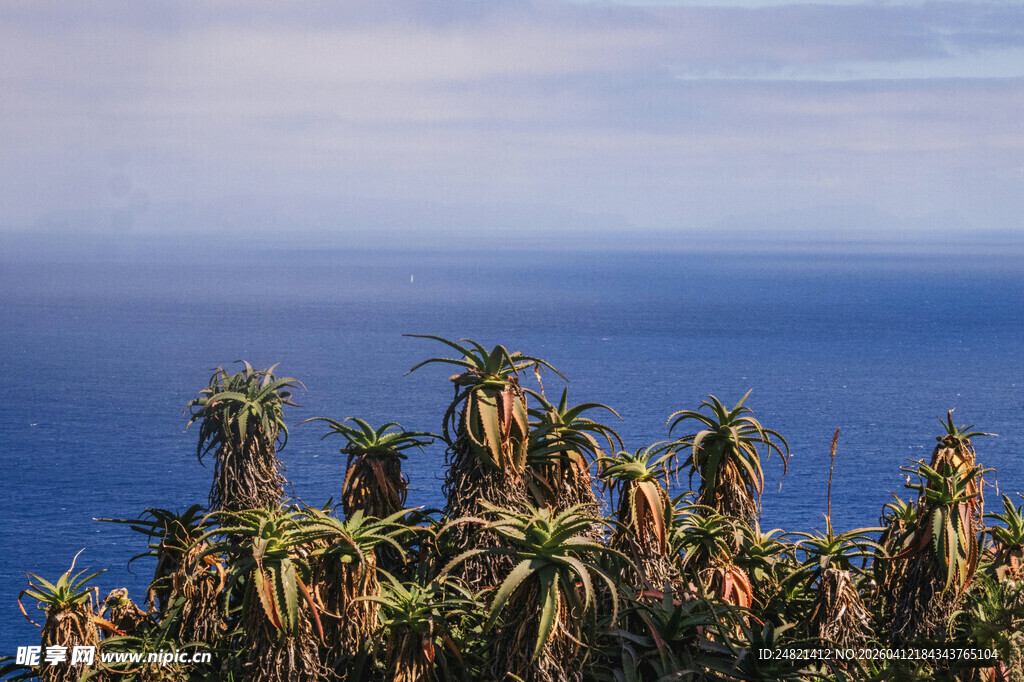 海边棕榈树景观