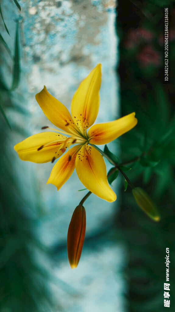 黄色百合花特写