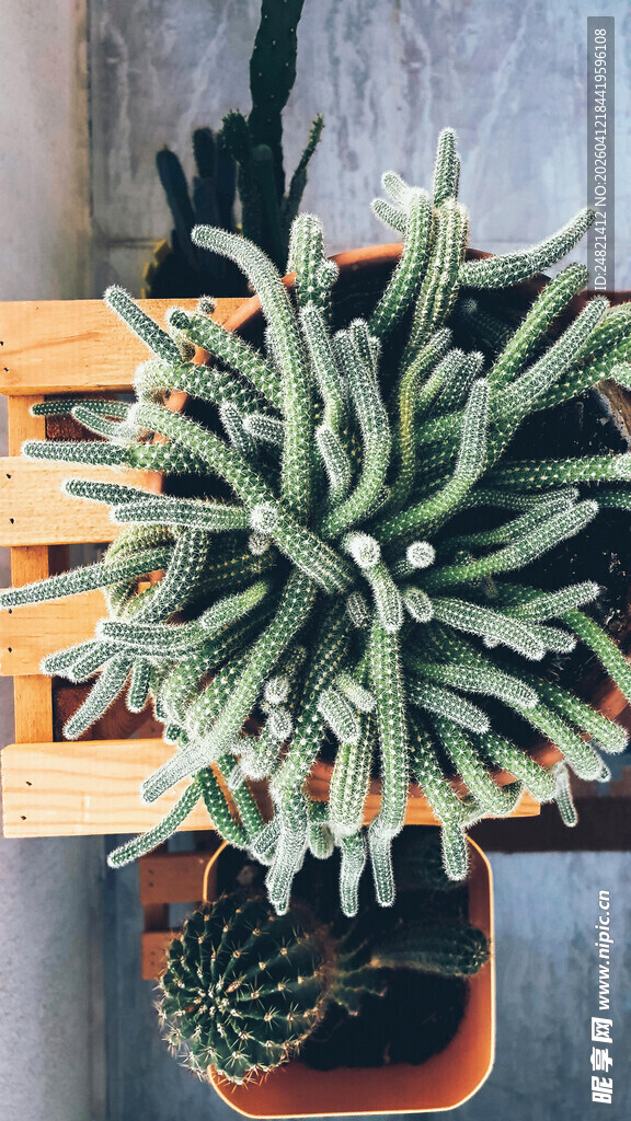 桌上的多株仙人掌植物
