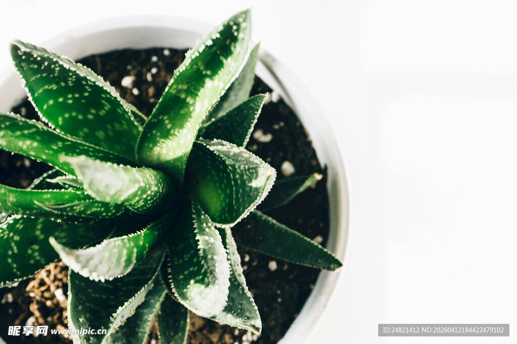 翠绿多肉盆栽特写