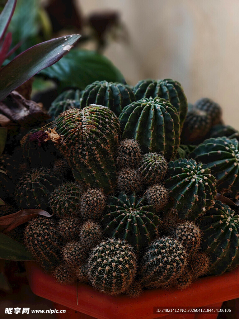 多彩仙人球盆栽