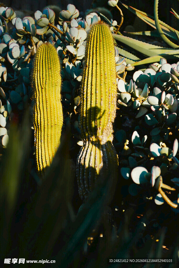 阳光下的仙人掌与花朵