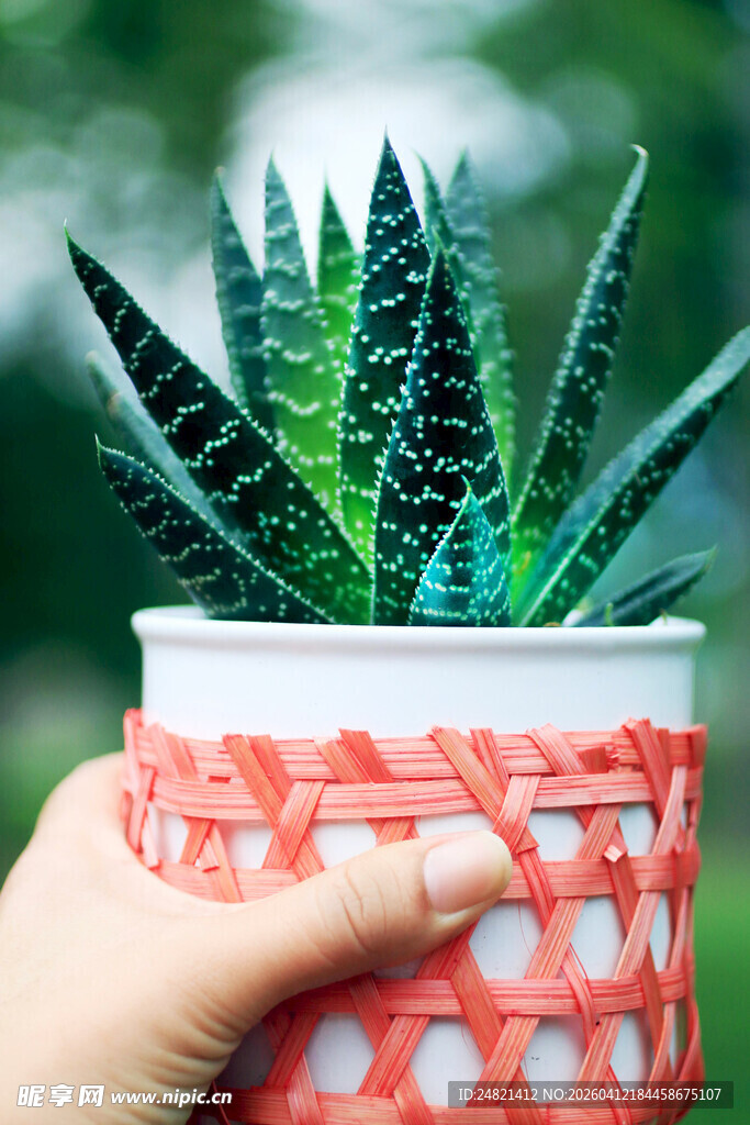 手捧条纹十二卷多肉植物